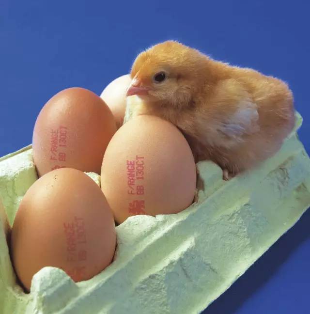 偉迪捷雞蛋噴碼機:立夏要吃蛋,你卻不懂它